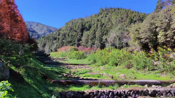 Shanlinxi Forest Ecological Resort Cuenta Con Ricas Actividades Temáticas Flores — Vídeo de stock