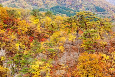 Miyagi Tohoku Japonya 'sında demiryolu tüneli olan Naruko Gorge Vadisi.