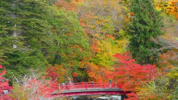 Vörös Híd Fudo Patak Nakano Hegyen Momiji Ősszel Kuroishi Városban — Stock videók