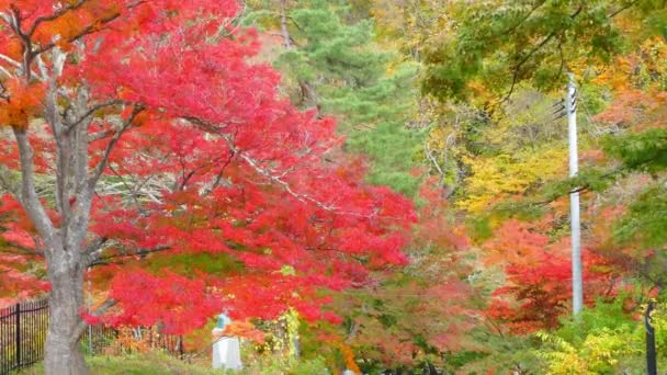 Ponte Rosso Torrente Fudo Sul Monte Nakano Momiji Autunno Nella — Video Stock