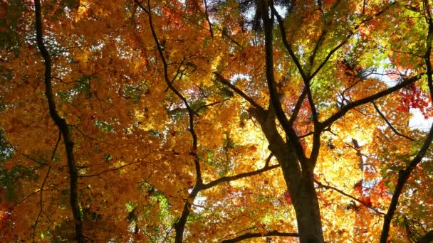 도호쿠 리시에 나카노 가을에 — 비디오