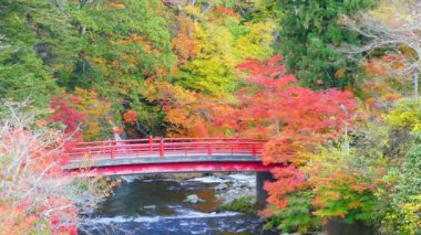 Nakano Dağı 'nda kırmızı köprü ve Fudo deresi - Kuroishi şehrinde sonbaharda Momiji, Aomori ili, Tohoku bölgesi, Japonya