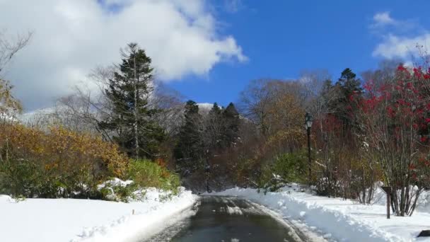 Forêt Gelée Couverte Neige Monstres Des Neiges Dans Chaîne Montagnes — Video