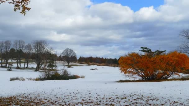 Forêt Gelée Couverte Neige Monstres Des Neiges Dans Chaîne Montagnes — Video