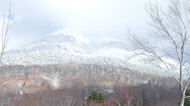 Fryst Skog Täckt Snö Snömonster Hakkoda Bergskedja Aomori Japan — Stockvideo