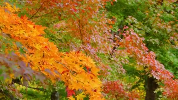 Rode Brug Fudo Beek Bij Mount Nakano Momiji Herfst Kuroishi — Stockvideo