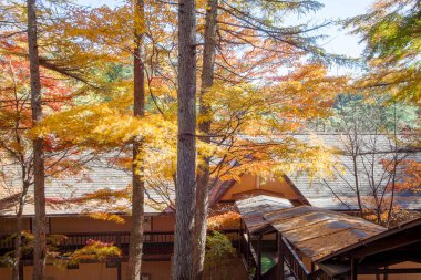 Japonya 'daki Karuizawa Bulut Havuzu' nun sonbahar yaprakları.