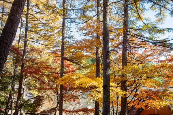 Осенние Листья Облачного Пруда Каруидзава Япония Стоковая Картинка