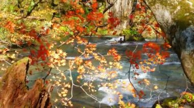 Oirase Stream (Oirase Keiry), Japonya 'nın en ünlü ve popüler sonbahar renklerinden biridir.
