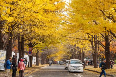 Japon sonbaharındaki en ünlü ağaçlardan biri ginkgo 'dur ve Hokkaido Üniversitesi' nde bir ginkgo caddesi vardır.