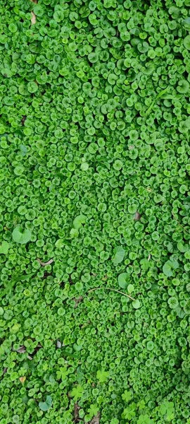 Textuur Verse Groene Bladeren Van Lysimachia — Stockfoto