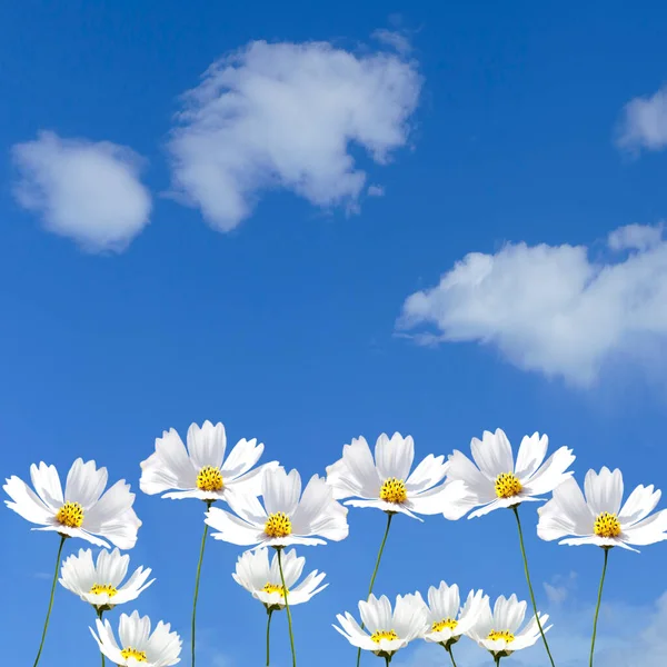 Atemberaubende Aussicht Auf Blühende Cosmos Bipinnatus Blumen Schöne Weiße Kosmos — Stockfoto