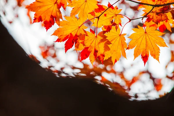 Maple Leaves Sunny Beautiful Nature Autumn Background — Stock Photo, Image