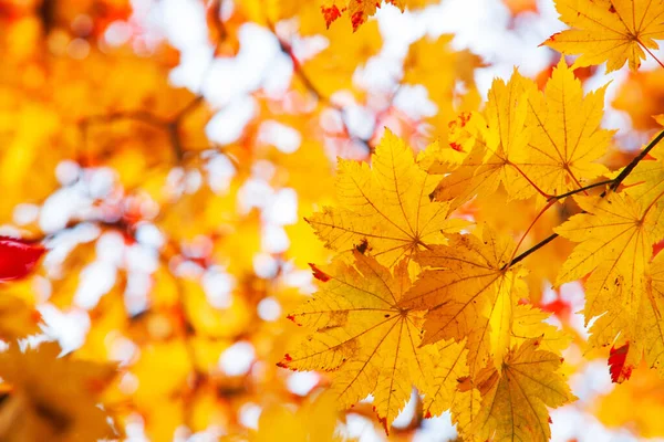 Esdoorn Loof Zonnige Prachtige Natuur Herfst Achtergrond — Stockfoto