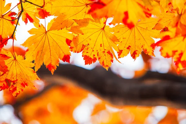 Lönn Löv Solig Vacker Natur Höst Bakgrund — Stockfoto