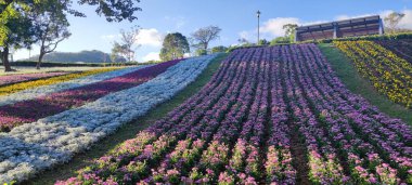 San-Tseng-Chi Şehir Parkı açık güneşli bir günde, Tayvan 'ın Taipei şehrinde, Beitou İlçesi' nde, çiçek festivali sırasında, mavi gökyüzünün altında, tepede renkli çiçek tarlalarıyla