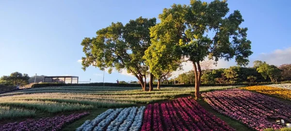 Городской Парк Сан Цзэн Яркий Солнечный День Красочными Цветочными Полями — стоковое фото
