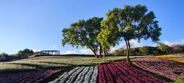 Parque Urbano San Tseng Chi Día Soleado Brillante Con Coloridos —  Fotos de Stock