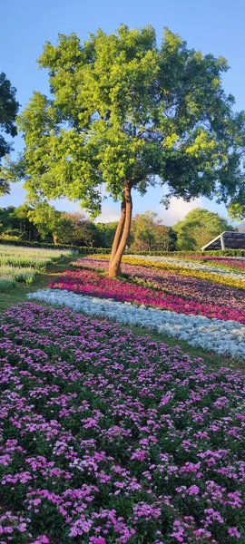 Park Miejski San Tseng Chi Jasny Słoneczny Dzień Kolorowymi Polami — Zdjęcie stockowe