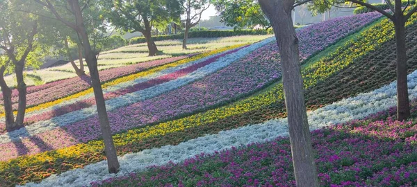 台北市北投区 台北市 で開催される花まつりでは 青空の下 丘の中腹に色とりどりの花畑が広がり 晴れた日には三ツェンチー都市公園があります — ストック写真