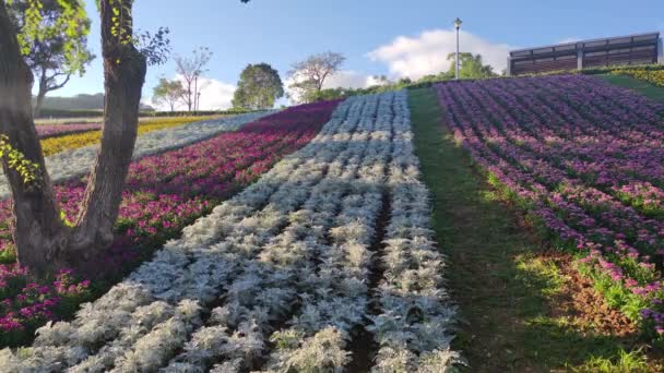 Parque Urbano San Tseng Chi Día Soleado Brillante Con Coloridos — Vídeo de stock