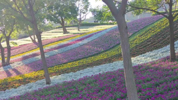 San Tseng Chi Városi Park Egy Fényes Napsütéses Napon Színes — Stock videók