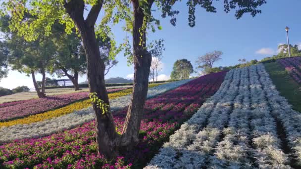 San Tseng Chi Urban Park Dia Ensolarado Brilhante Com Campos — Vídeo de Stock