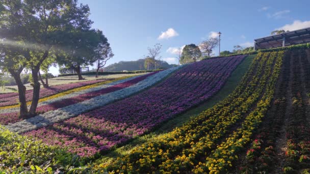 San Tseng Chi Urban Park Dia Ensolarado Brilhante Com Campos — Vídeo de Stock