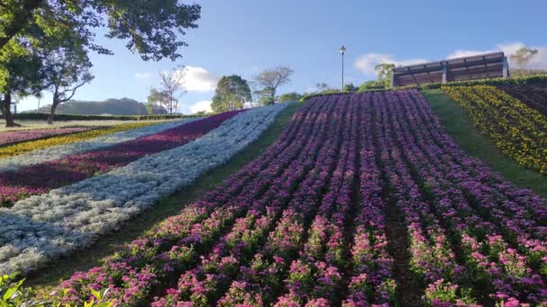 San Tseng Chi Urban Park Ljus Solig Dag Med Färgglada — Stockvideo