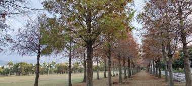 The pine trunks with forest on a background