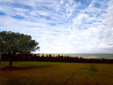 The pine trunks with forest on a background