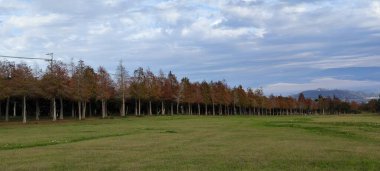 The pine trunks with forest on a background