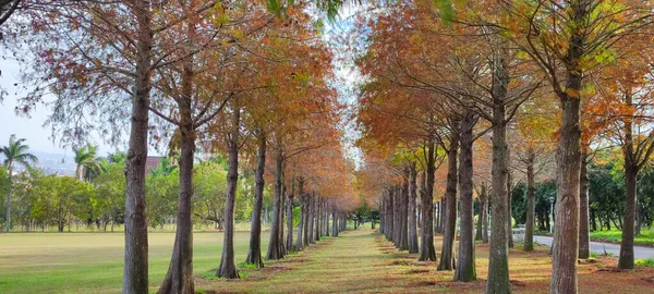 Pine Trunks Forest Background — Stockfoto