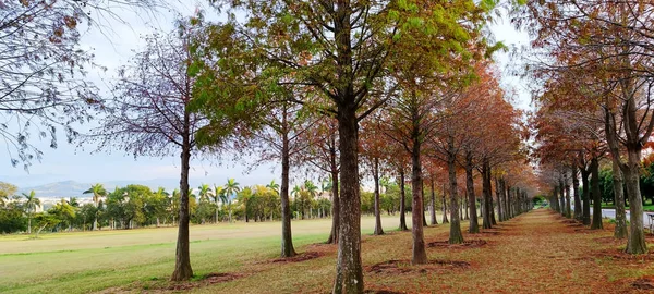 Pine Trunks Forest Background — Stockfoto