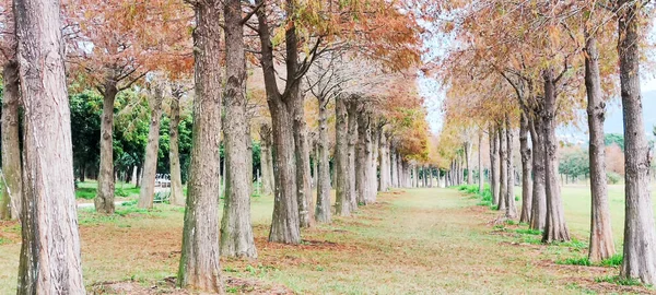 Pine Trunks Forest Background — Stockfoto