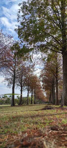 Pine Trunks Forest Background — Stockfoto