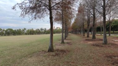 pine trunks with forest on a background