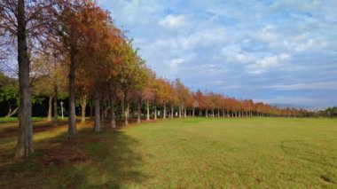 pine trunks with forest on a background