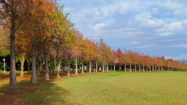 Pine Trunks Forest Background — Stock video