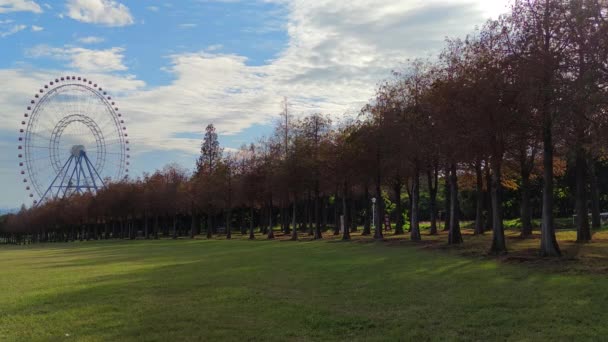 Pine Trunks Forest Background — Video