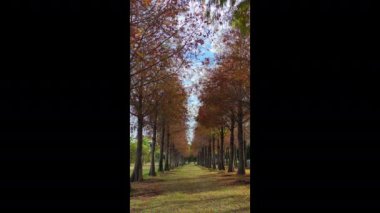 pine trunks with forest on a background