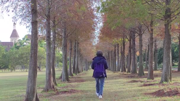 Pine Trunks Forest Background — Video