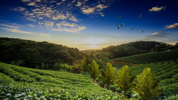 Darstellung Der Wunderschönen Teeplantagen Landschaft Bei Sonnenuntergang — Stockfoto