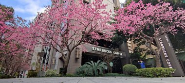 Linkou, Tayvan - 31 Ocak 2022: Linko, New Taipei City, Tayvan 'da Starbucks Tam çiçek açan sakura ağacı