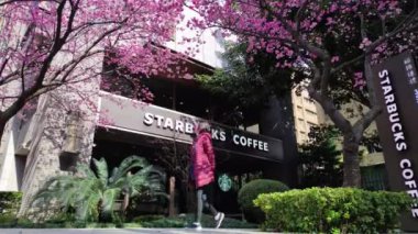 Linkou, Tayvan - 31 Ocak 2022: Linko, New Taipei City, Tayvan 'da Starbucks Tam çiçek açan sakura ağacı.