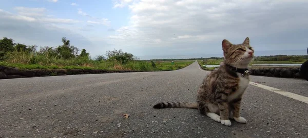 Vue Aérienne Belle Rizière Terrasses Route Taitung Taiwan — Photo