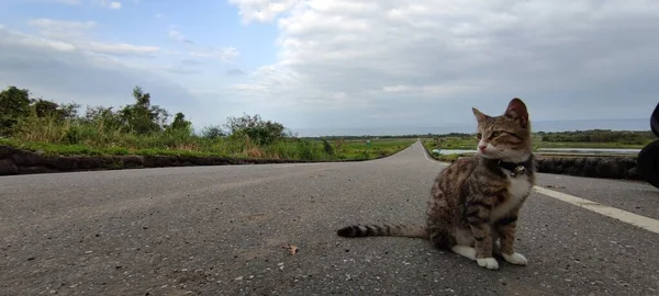 美しい棚田と道路の空中風景 — ストック写真