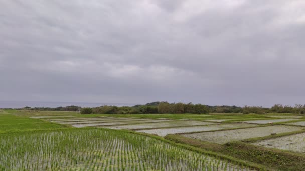 Widok Lotu Ptaka Piękne Pole Ryżowe Ulicę Taitung Tajwan — Wideo stockowe