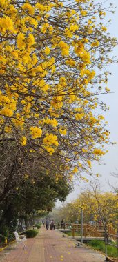 Chiayi, Tayvan - 15 Aralık 2022: Sarı Rüzgar Tamaki Tüneli, Chiayi, Tayvan