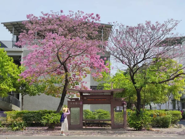 台南大光小学 2022年3月16日 台湾台南最漂亮的红风木巴士站 — 图库照片